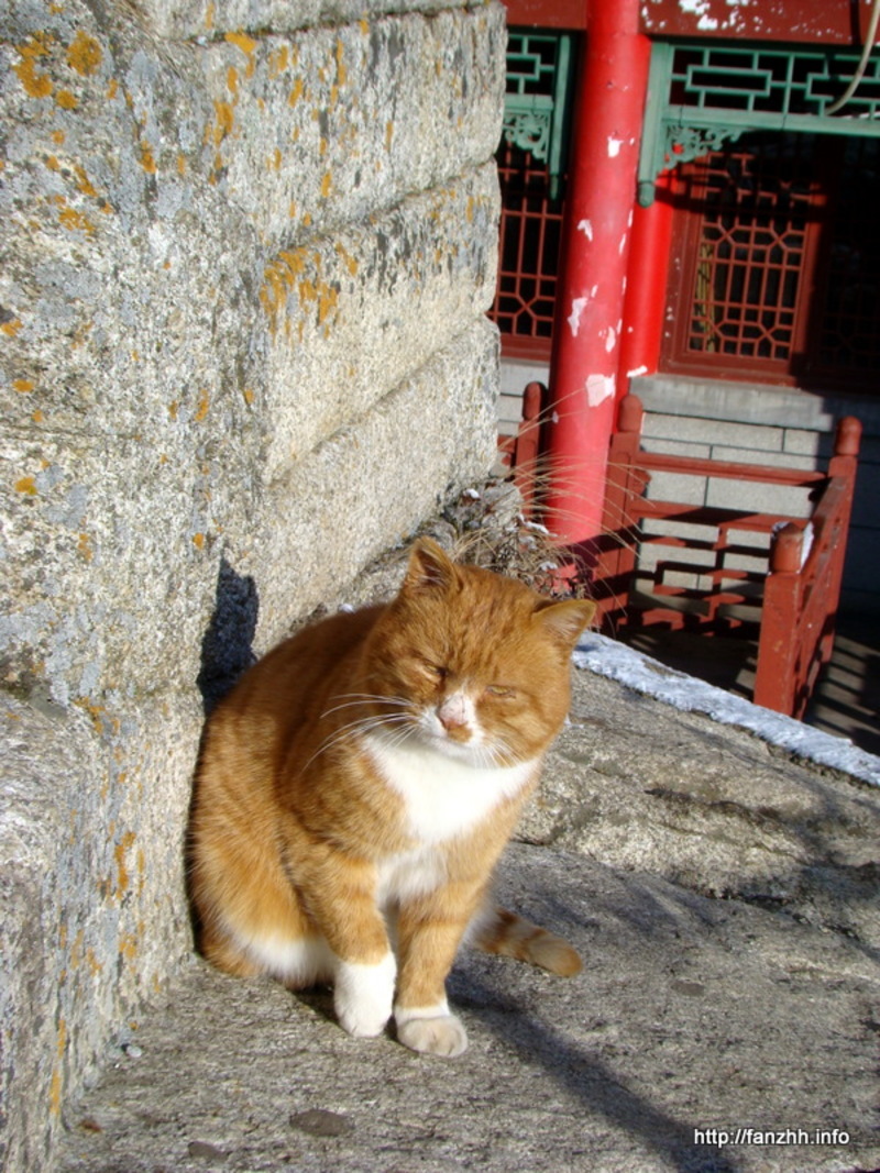 晒太阳的猫，好幸福