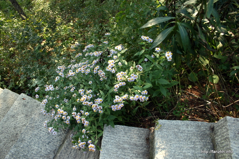 小野花