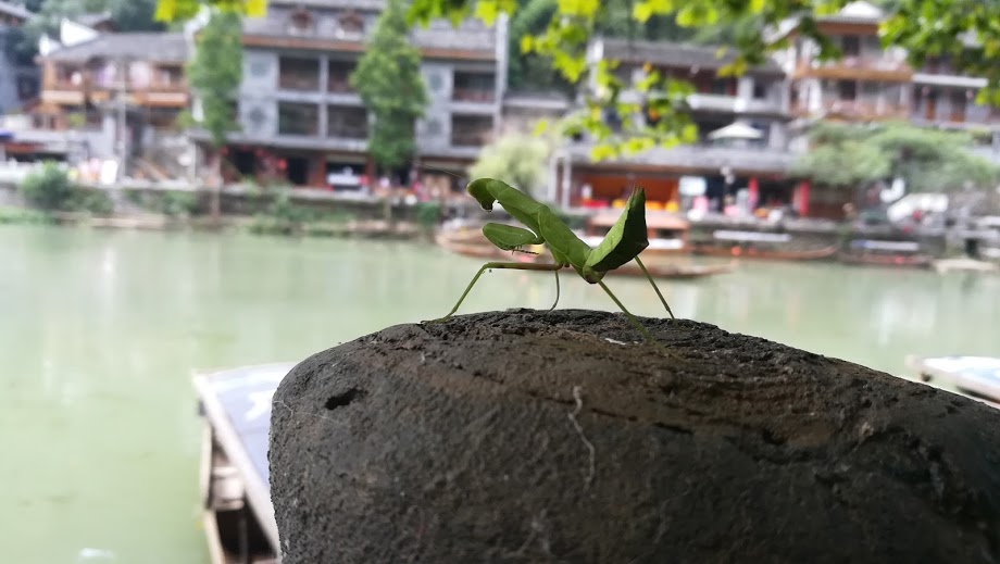 江边碰到的小动物