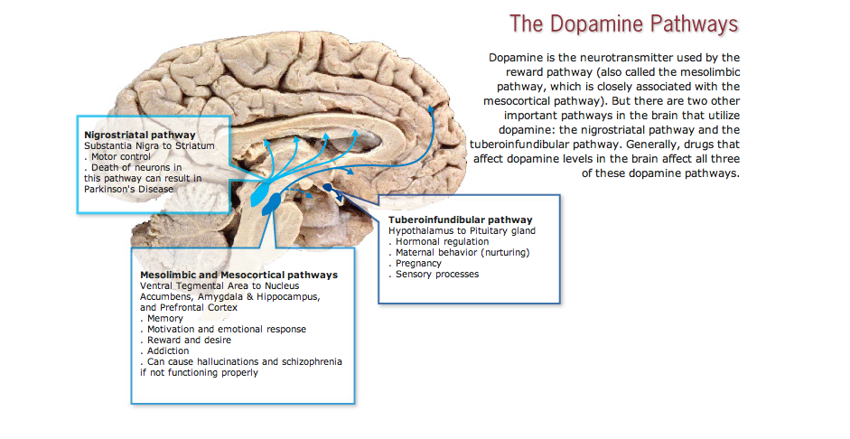 Dopamin Pathways